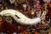 Cucumaria piperata (Peppered Sea Cucumber)