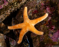 Henricia pumila (Dwarf Mottled Star)