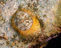 Placiphorella velata (Veiled Chiton)