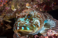 Ophiodon elongatus (Lingcod)