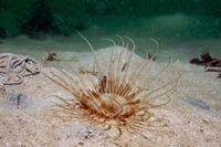 Pachycerianthus aestuari (Pachycerianthus Aestuari)