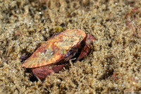 Cancer productus (Red Rock Crab)