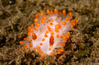 Limacia mcdonaldi (McDonald's Dorid)