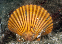 Patinopecten caurinus (Giant Pacific Scallop)
