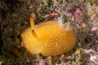 Acanthodoris lutea (Yellow Horned Dorid)