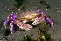 Metacarcinus gracilis (Graceful Crab)