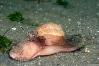 Neverita lewisii (Lewis's Moon Snail)