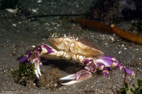 Metacarcinus gracilis (Graceful Crab)
