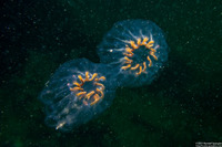 Cyclosalpa affinis (Cyclosalpa Affins)