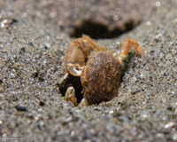 Scleroplax granulata (Burrow Pea Crab)