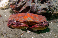 Cancer productus (Red Rock Crab)