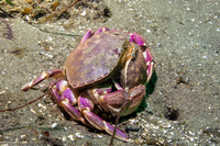 Metacarcinus gracilis (Graceful Crab)