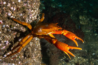 Pugettia producta (Northern Kelp Crab)