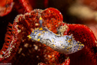 Polycera atra (Black Dorid)