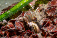 Neoclinus uninotatus (Onespot Fringehead)