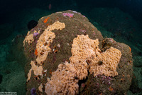 Didemnum sp.9 (Didemnum sp.9)