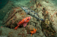 Sebastes miniatus (Vermilion Rockfish)
