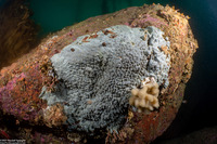 Trididemnum sp.1 (Trididemnum sp.1)