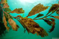 Macrocystis pyrifera (Giant Kelp)