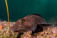 Ophiodon elongatus (Lingcod)