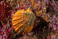 Chlamys hastata (Spiny Scallop)
