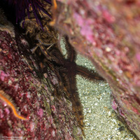 Ophiopteris papillosa (Flat-Spined Brittle Star)