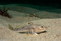 Leptocottus armatus (Pacific Staghorn Sculpin)