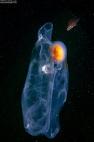 Thetys vagina (Pelagic Tunicate)