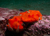 Acarnus erithacus (Red Volcano Sponge)