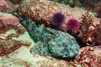 Scorpaenichthys marmoratus (Cabezon)