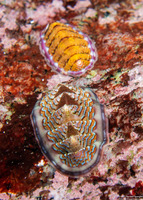 Tonicella lokii (Flame Lined Chiton)