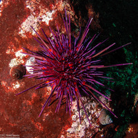 Mesocentrotus franciscanus (Red Sea Urchin)