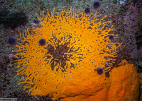 Didemnum carnulentum (Didemnum Carnulentum)