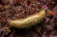 Eupentacta quinquesemita (White Sea Cucumber)