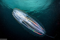 Leucothea pulchra (Leucothea Pulchra)