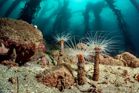 Pachycerianthus fimbriatus (Tube-Dwelling Anemone)