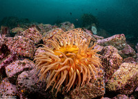 Urticina piscivora (Fish-Eating Urticina)