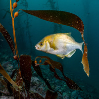 Rhacochilus toxotes (Rubberlip Seaperch)