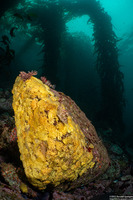 Ceratostoma foliatum (Leafy Hornmouth)