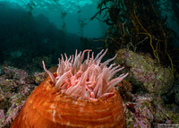 Urticina piscivora (Fish-Eating Urticina)