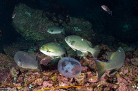 Girella nigricans (Opaleye)