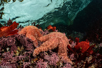 Pisaster ochraceus (Ochre Star)