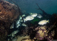 Girella nigricans (Opaleye)