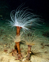 Pachycerianthus fimbriatus (Tube-Dwelling Anemone)