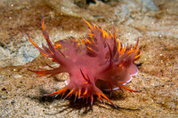 Dendronotus iris (Rainbow Dendronotus)