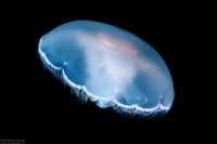 Aurelia aurita (Moon Jelly)