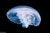 Aurelia aurita (Moon Jelly)