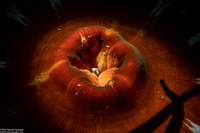 Urticina columbiana (Sand-Rose Anemone)