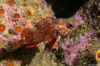 Sebastes miniatus (Vermilion Rockfish)