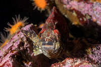 Oxylebius pictus (Painted Greenling)